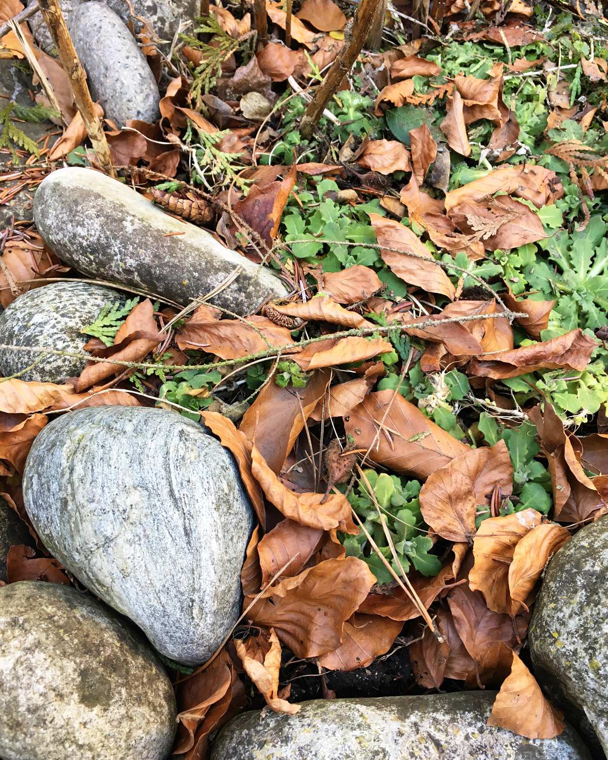 Piedras y hojas secas sobre tierra, textura natural